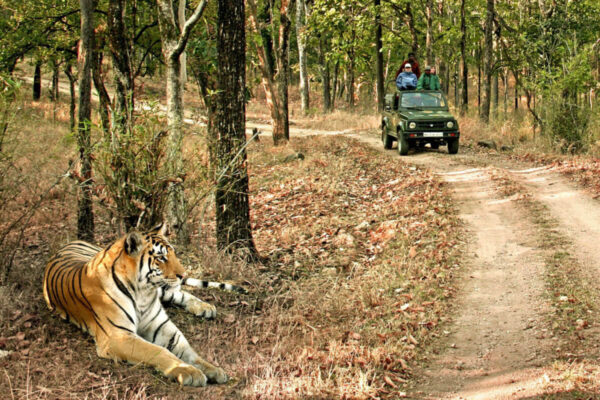 Madhya Pradesh Wildlife Experience