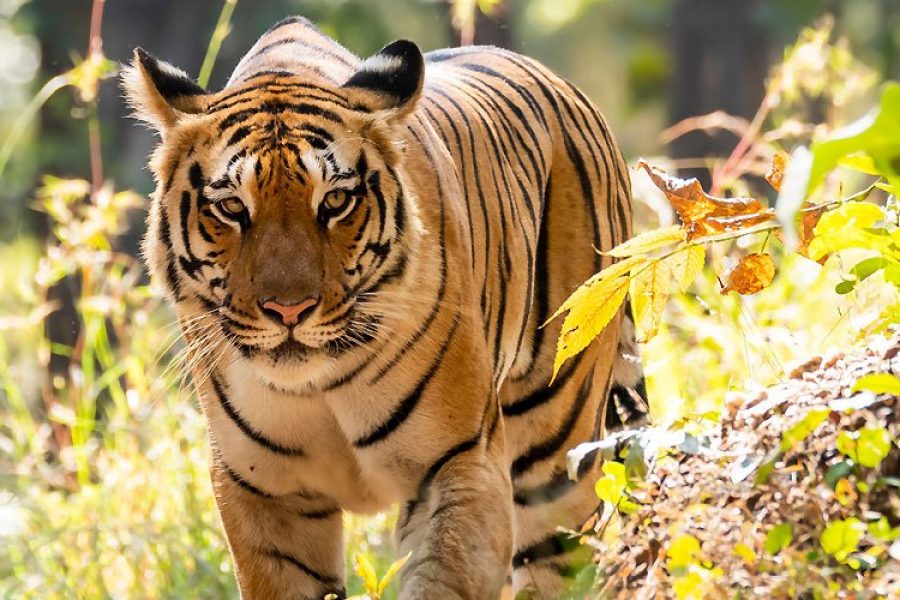 Maharashtra Wild Trail (Deccan Odyssey)