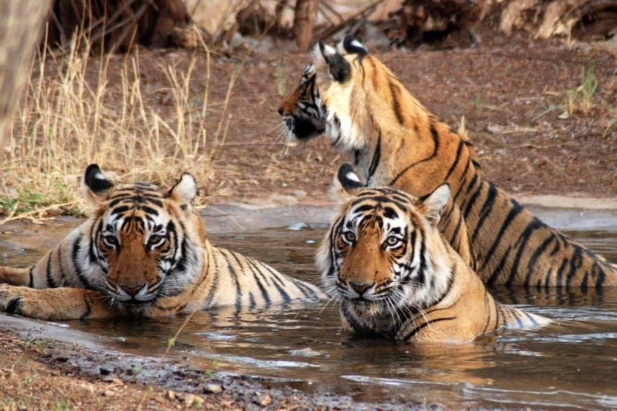 Gujarat Tour 05 Nights 06 Days (Dwarka, Somnath, Sasan Gir, Bhavnagar (Nishkalank))