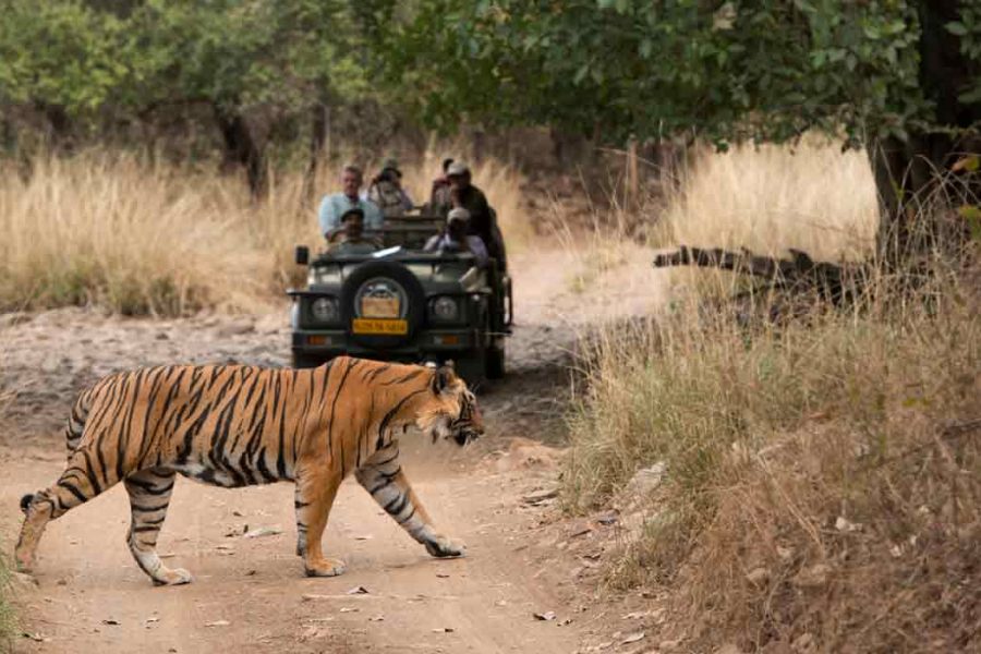 Rajasthan Wildlife Tour