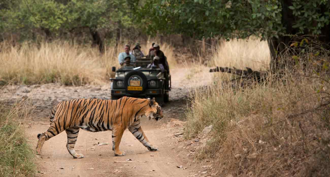 Rajasthan Wildlife Tour