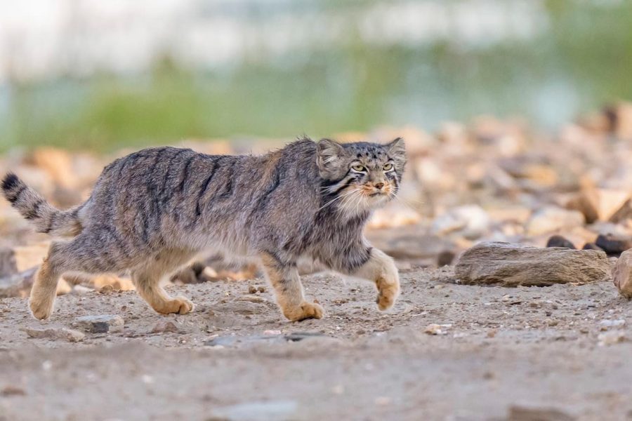 Pallas Cat Expedition in Ladakh