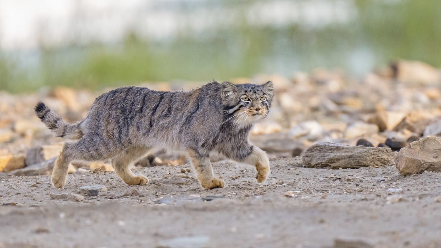 Pallas Cat Expedition in Ladakh