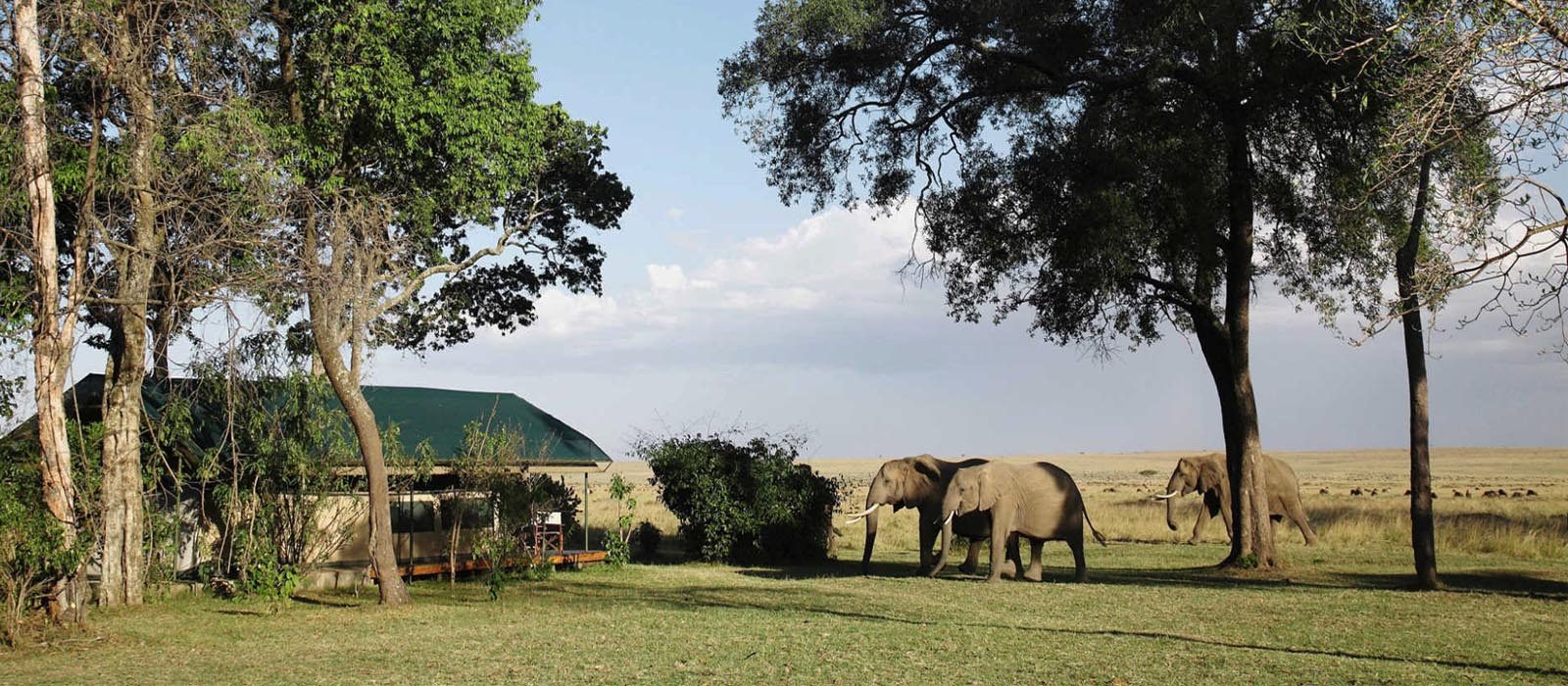 Explore Kenya’s Safari Wonders in 8 Adventurous Days