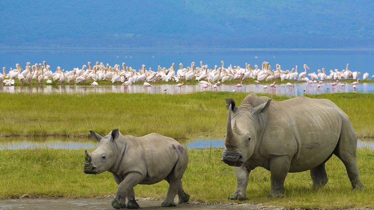 Elevate Your Safari Experience in 5 Unforgettable Days