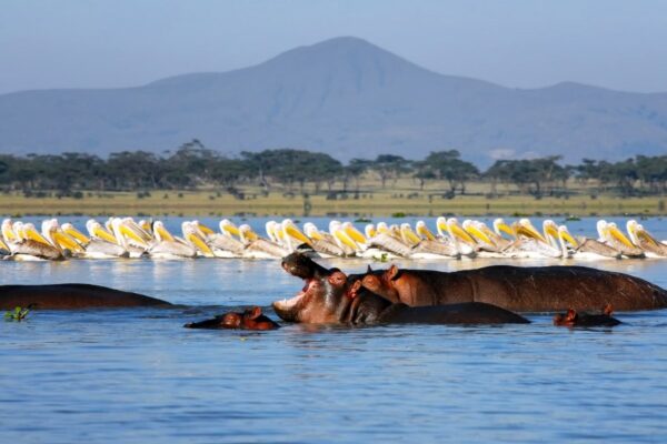 Safari Trilogy an Unforgettable Journey!